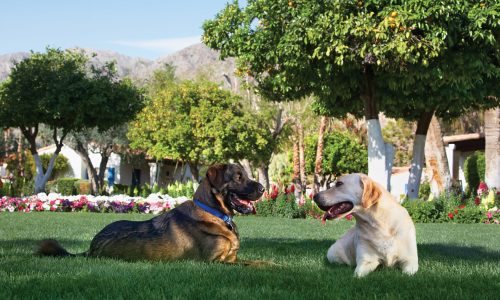 036_la_quinta_dogs_2_ab6b3297-a7f6-4ed4-bd01-ed6dcbdaba0e