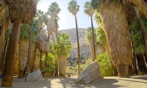 indian-canyons-palm-springs