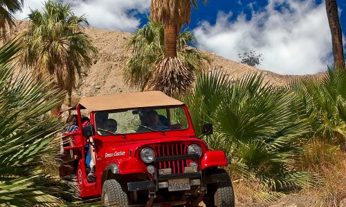 jeep-in-a-natural-palm